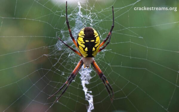 How to Safely Remove Garden Spiders from Your Home