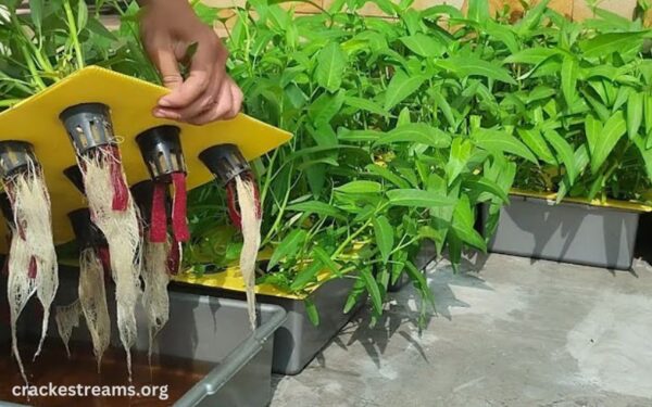 How to Set Up a Hydroponic Garden at Home