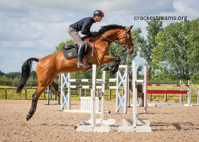 Turf: A Comprehensive Guide to Equestrian Surfaces